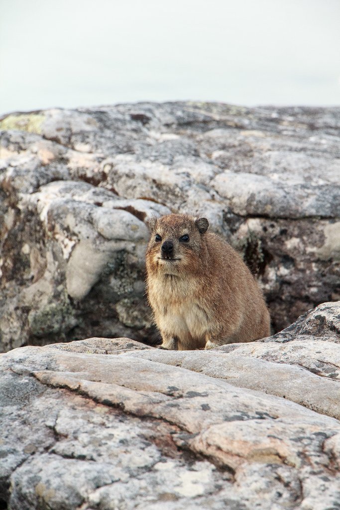 07-Klip Dassie at Cape Point.jpg - Dassy at Cape Point